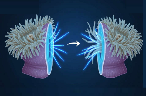 Le Secret de la Jeunesse Éternelle enfin Percé?